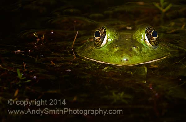 Green Frog, <em>Rama clamitans melanota</em>